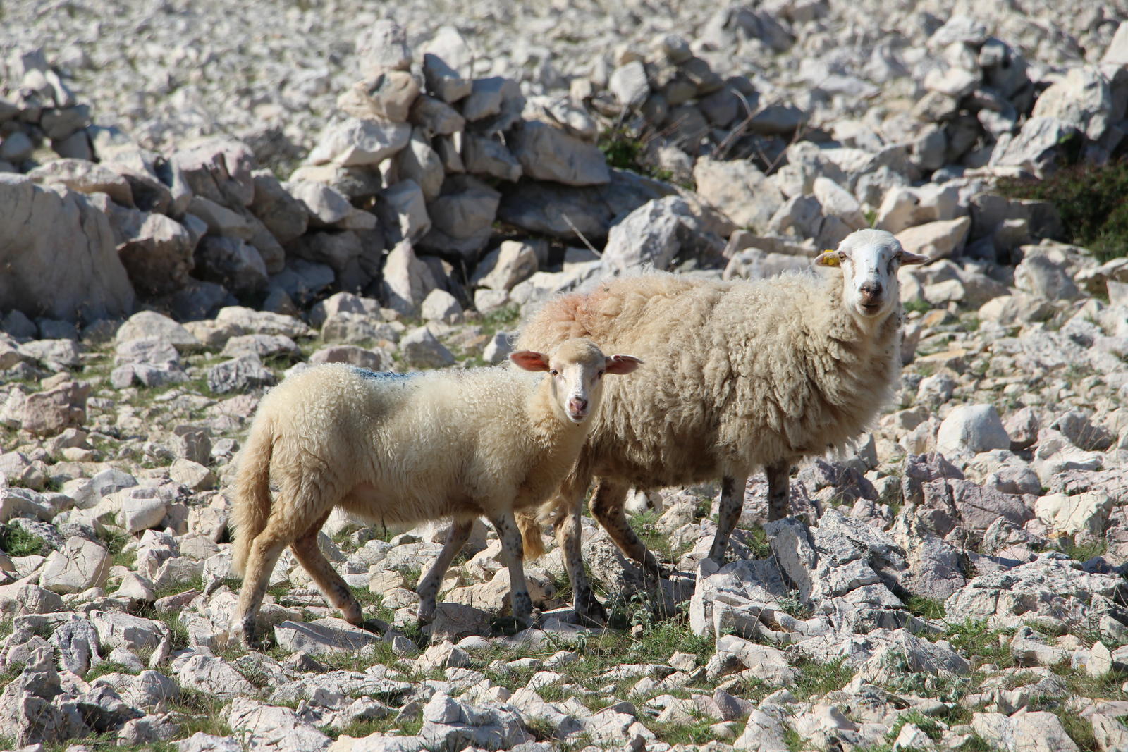 Les Moutons